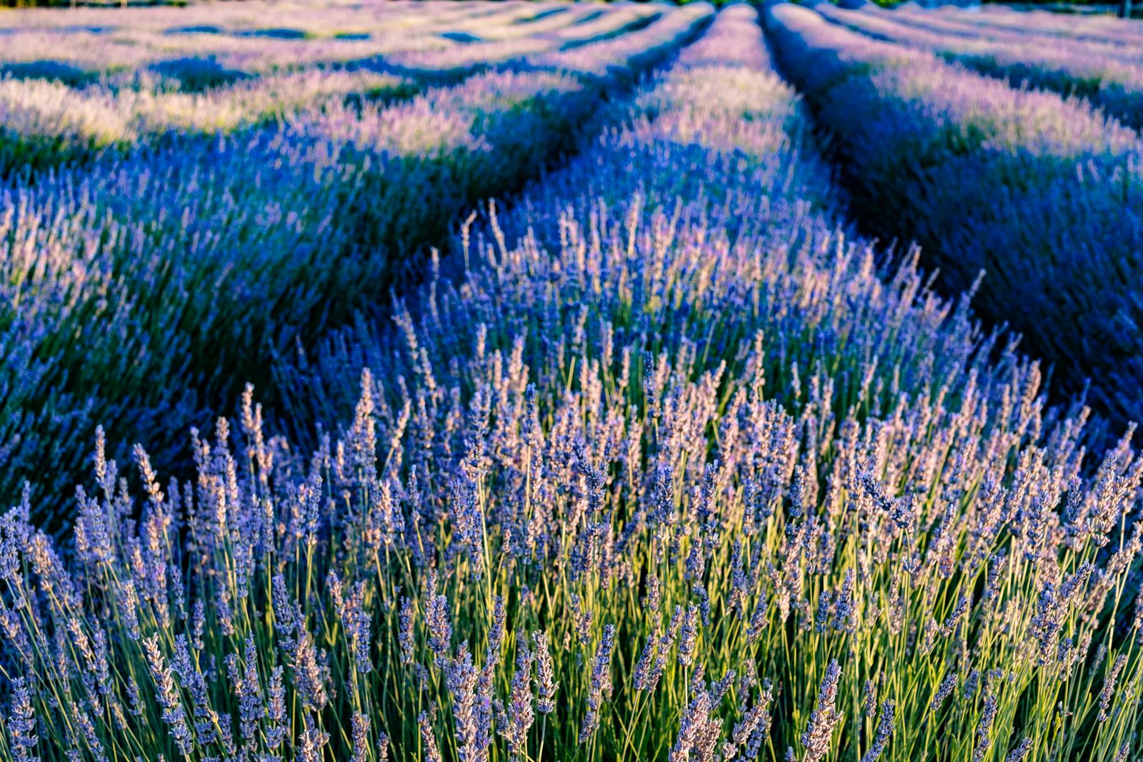 Rangs de lavande en fleurs en Provence